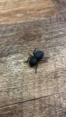 Zopherus granicollis