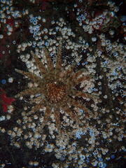 Pycnopodia helianthoides