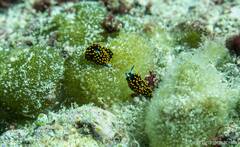 Stiliger aureomarginatus