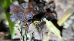 Macrotermes carbonarius