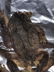 Pelodryadidae