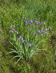 Iris setosa