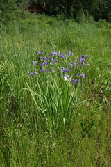 Iris setosa