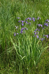 Iris setosa