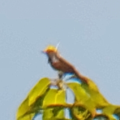 Melanochlora sultanea