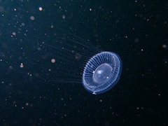Aequorea victoria