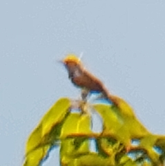 Melanochlora sultanea