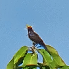 Melanochlora sultanea
