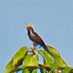 Melanochlora sultanea