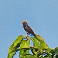 Melanochlora sultanea