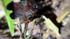 Macrotermes carbonarius