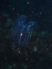 Bolinopsis microptera