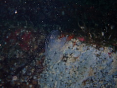 Bolinopsis microptera