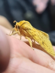 Lophocampa annulosa