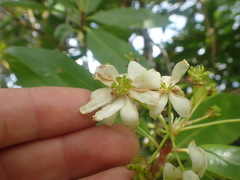 Drimys winteri chilensis