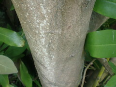 Drimys winteri chilensis