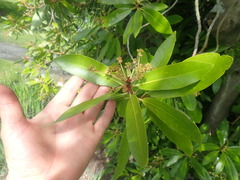 Drimys winteri chilensis