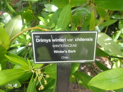 Drimys winteri chilensis