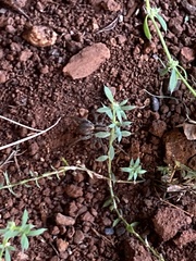Araneae