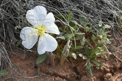 Oenothera pallida