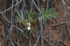 Lupinus pusillus