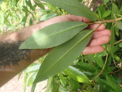 Drimys winteri chilensis