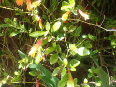 Justicia floribunda