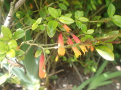 Justicia floribunda