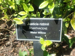 Justicia floribunda
