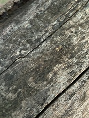 Insecta