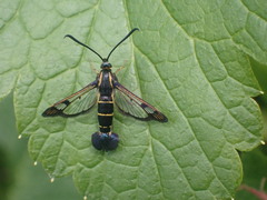 Synanthedon tipuliformis