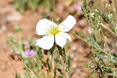 Oenothera pallida
