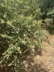 Bursaria spinosa spinosa