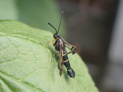 Synanthedon tipuliformis