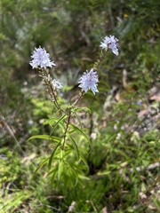 Veronica derwentiana