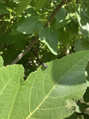 Insecta