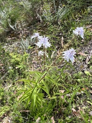 Veronica derwentiana