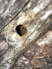 Insecta