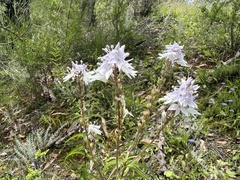 Veronica derwentiana