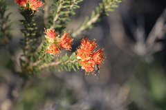 Melaleuca ectadioclada
