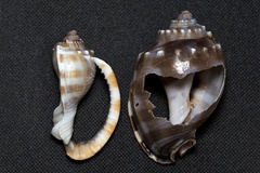 Phalium bandatum