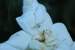 Misumenops