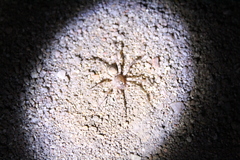 Allocosa