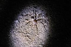 Allocosa