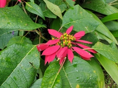 Euphorbia pulcherrima image