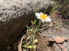 Brachyscome diversifolia