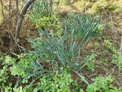 Allium sativum