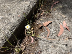 Brachyscome diversifolia