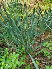 Allium sativum