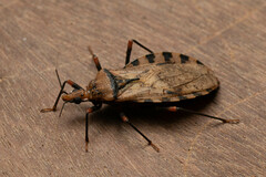 Panstrongylus geniculatus
